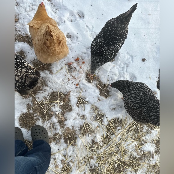 🌟Share any number of items from My Closet and I will share same amount back!🌟 - Picture 8 of 15